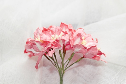 Лилии кораллово-розовые 5шт.